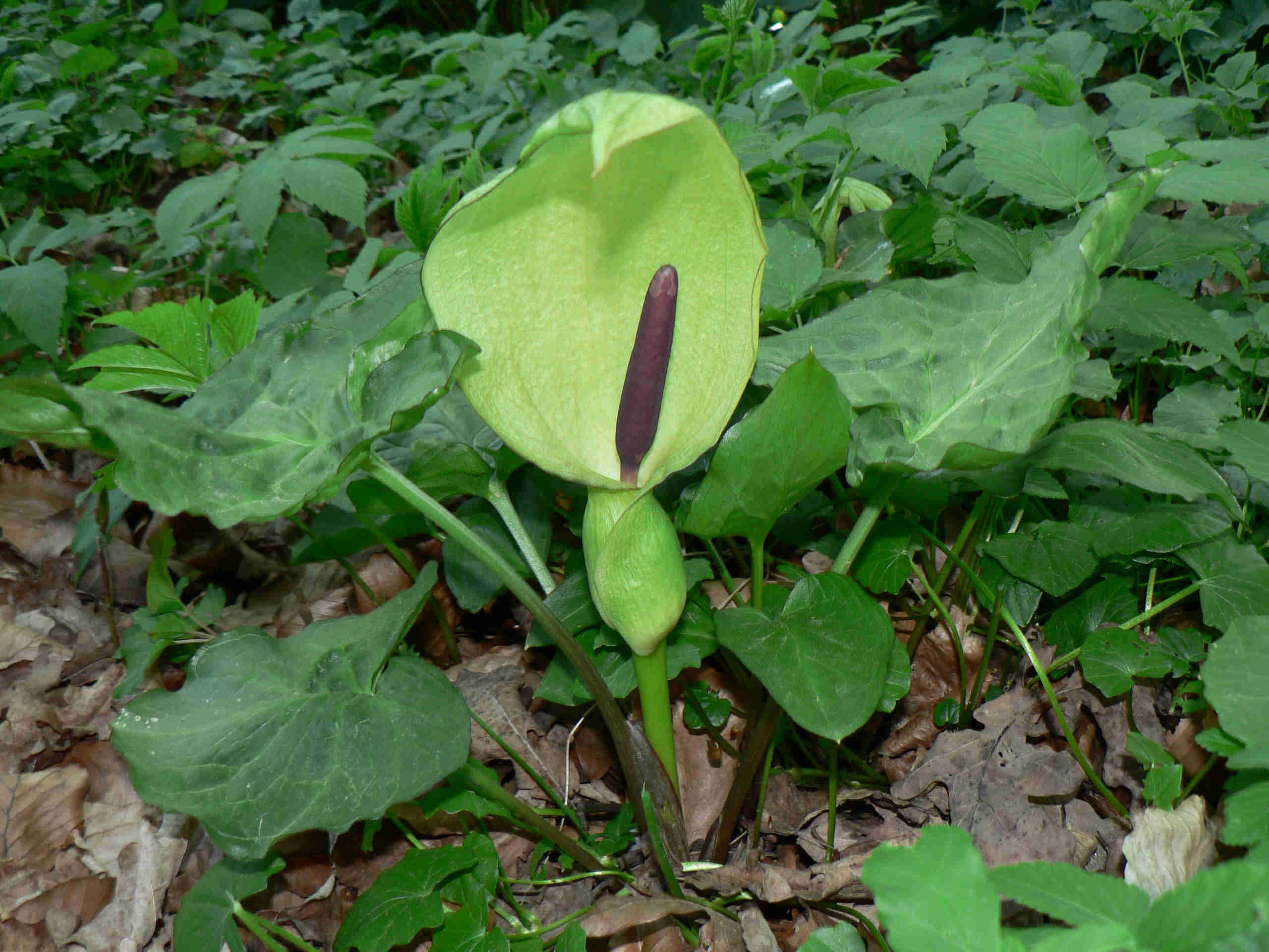 Auf dem Bild ist die Pflanzen Arum maculatum zu sehen.