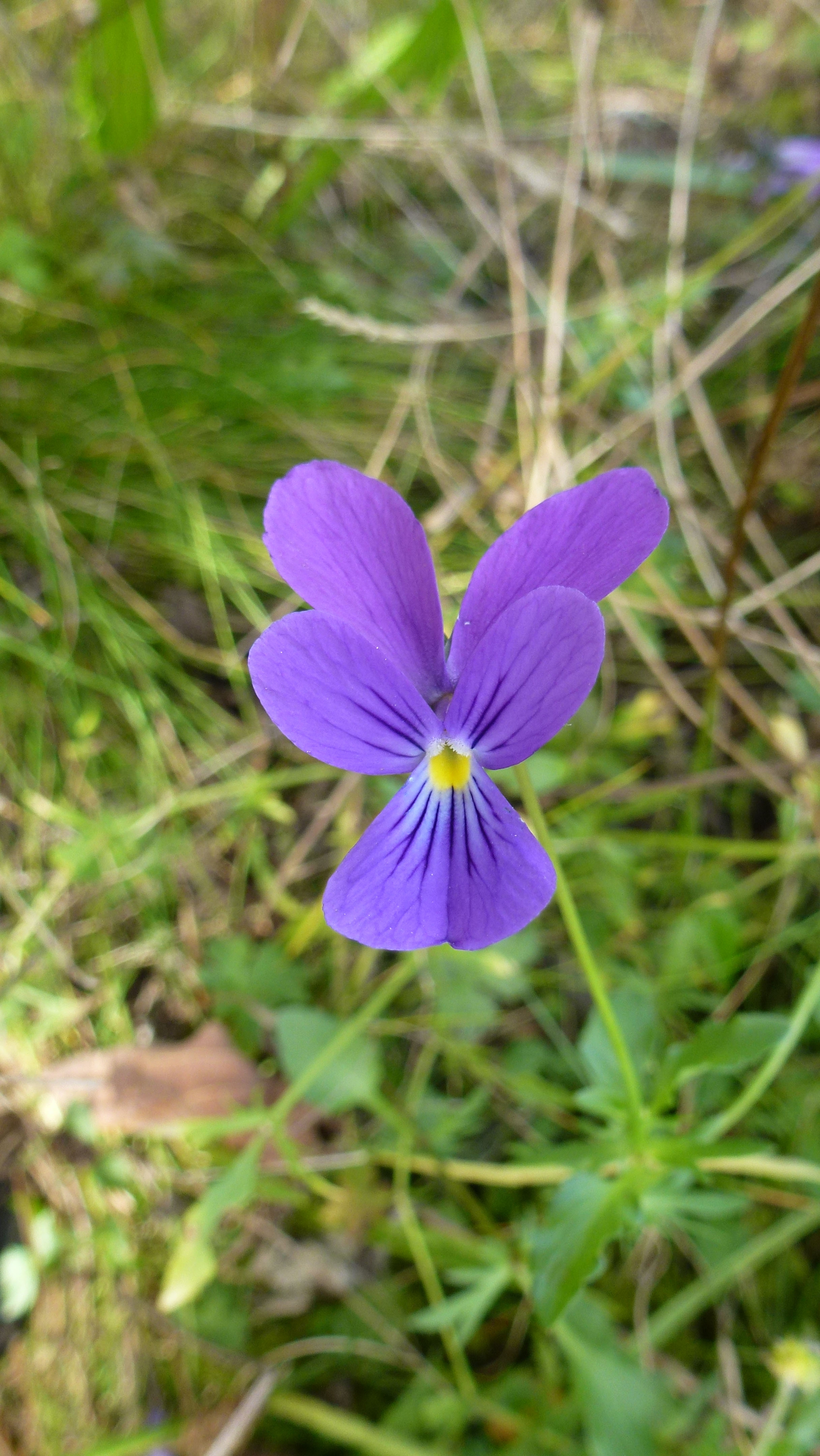 Auf dem Bild ist die Blüte der Pflanze Viola guestfalica zu erkennen.