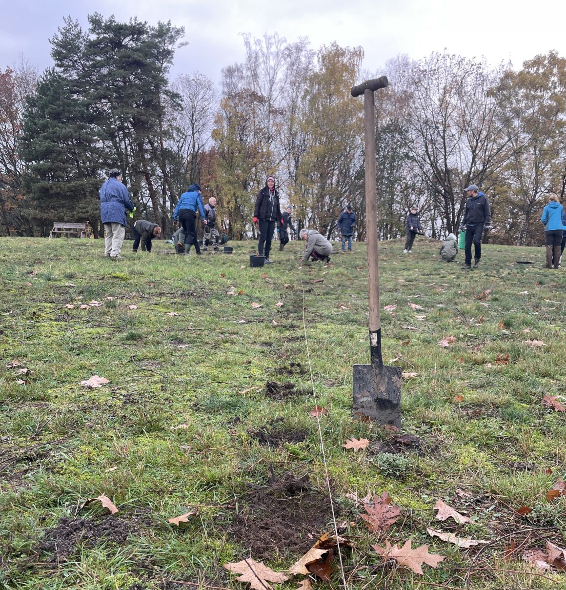 Skabiosen für Bad Belzig Skabiosen für Bad Belzig