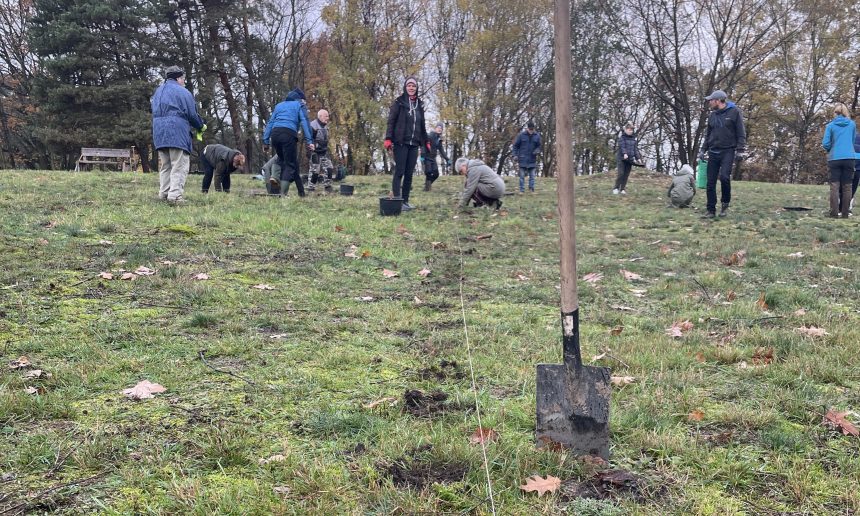 Skabiosen für Bad Belzig